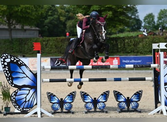 Oldenburg, Giumenta, 15 Anni, 164 cm, Baio scuro