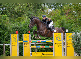 Oldenburg, Giumenta, 15 Anni, 164 cm, Baio scuro