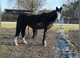 Oldenburg, Giumenta, 15 Anni, 164 cm, Morello