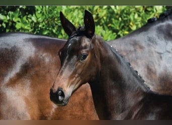 Oldenburg, Giumenta, 15 Anni, 166 cm, Baio nero