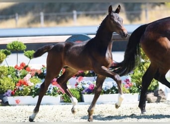 Oldenburg, Giumenta, 15 Anni, 166 cm, Baio nero