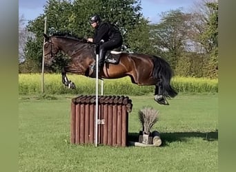 Oldenburg, Giumenta, 15 Anni, 166 cm, Baio scuro