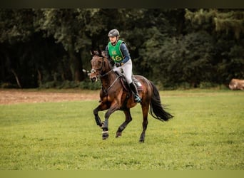 Oldenburg, Giumenta, 15 Anni, 166 cm, Baio scuro