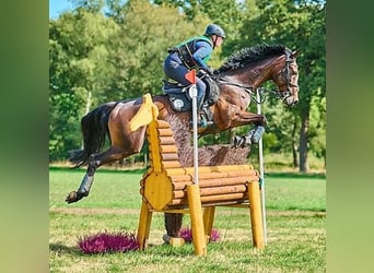 Oldenburg, Giumenta, 15 Anni, 166 cm, Baio scuro
