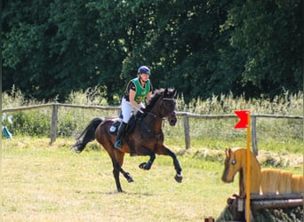 Oldenburg, Giumenta, 15 Anni, 166 cm, Baio scuro