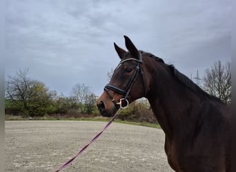 Oldenburg, Giumenta, 15 Anni, 169 cm, Baio