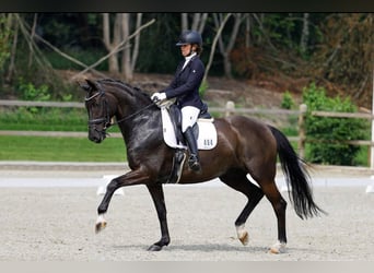 Oldenburg, Giumenta, 15 Anni, 170 cm, Baio nero