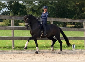 Oldenburg, Giumenta, 15 Anni, 170 cm, Baio nero