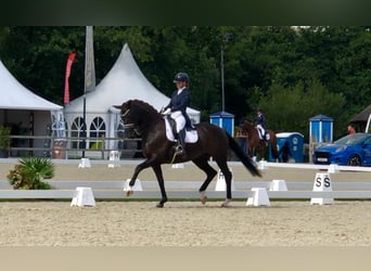 Oldenburg, Giumenta, 15 Anni, 170 cm, Baio nero