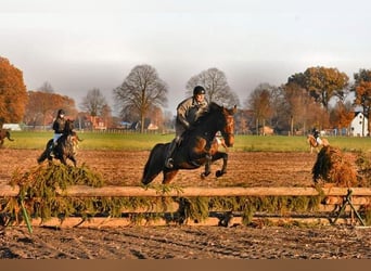 Oldenburg, Giumenta, 15 Anni, 172 cm, Baio