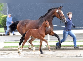 Oldenburg, Giumenta, 15 Anni, 173 cm, Baio scuro