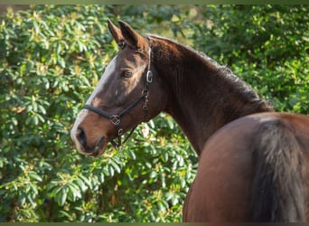 Oldenburg, Giumenta, 15 Anni, 173 cm, Baio scuro