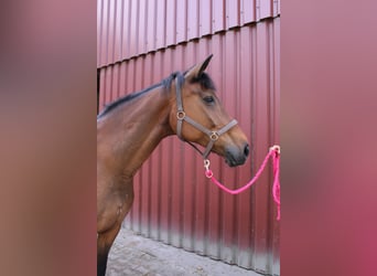 Oldenburg, Giumenta, 16 Anni, 165 cm, Baio