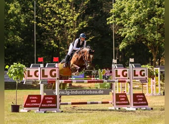 Oldenburg, Giumenta, 16 Anni, 165 cm, Baio ciliegia