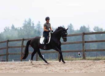 Oldenburg, Giumenta, 16 Anni, 168 cm, Morello