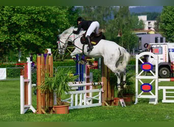Oldenburg, Giumenta, 16 Anni, 169 cm, Grigio