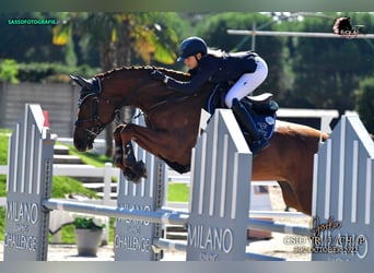 Oldenburg, Giumenta, 16 Anni, 170 cm, Sauro