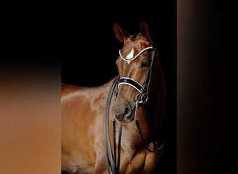 Oldenburg, Giumenta, 17 Anni, 164 cm, Sauro scuro