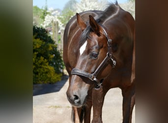 Oldenburg, Giumenta, 17 Anni, 164 cm, Sauro scuro