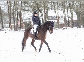 Oldenburg, Giumenta, 17 Anni, 165 cm, Baio scuro