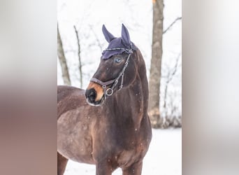 Oldenburg, Giumenta, 17 Anni, 165 cm, Baio scuro