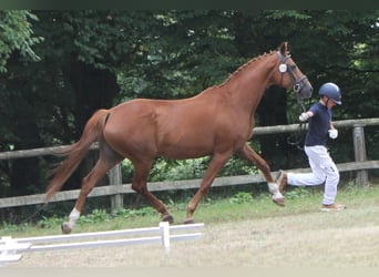 Oldenburg, Giumenta, 17 Anni, 169 cm, Sauro