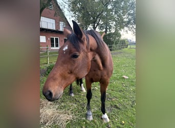 Oldenburg, Giumenta, 17 Anni, 170 cm, Baio