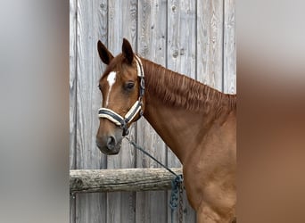 Oldenburg, Giumenta, 17 Anni, 172 cm, Sauro