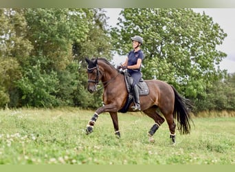 Oldenburg, Giumenta, 17 Anni, 172 cm, Sauro scuro