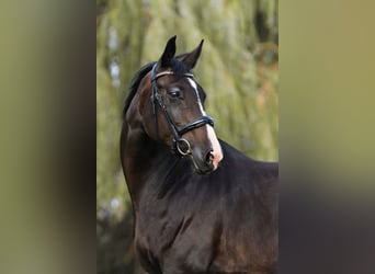 Oldenburg, Giumenta, 18 Anni, 162 cm, Baio nero