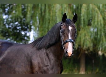 Oldenburg, Giumenta, 18 Anni, 162 cm, Baio nero