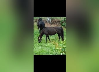 Oldenburg, Giumenta, 18 Anni, 165 cm, Sauro scuro