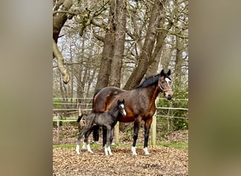 Oldenburg, Giumenta, 18 Anni, 167 cm, Baio