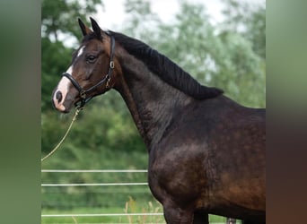 Oldenburg, Giumenta, 18 Anni, 168 cm, Baio nero