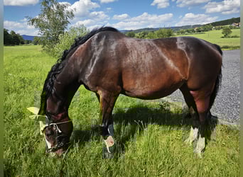 Oldenburg, Giumenta, 18 Anni, 171 cm, Baio
