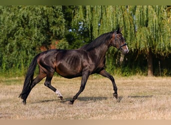 Oldenburg, Giumenta, 19 Anni, 162 cm, Baio nero