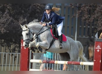 Oldenburg, Giumenta, 19 Anni, 166 cm, Grigio