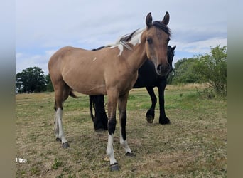 Oldenburg Mix, Giumenta, 1 Anno, 143 cm, Grullo