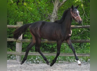 Oldenburg, Giumenta, 1 Anno, 144 cm