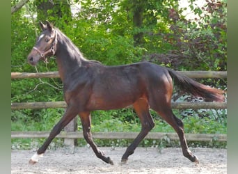Oldenburg, Giumenta, 1 Anno, 144 cm