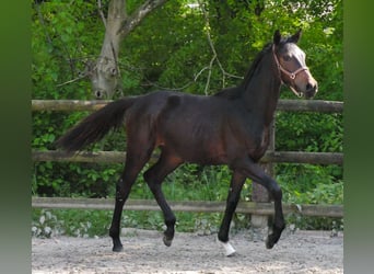 Oldenburg, Giumenta, 1 Anno, 144 cm