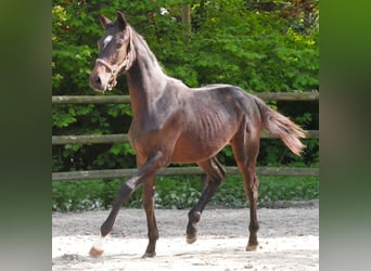 Oldenburg, Giumenta, 1 Anno, 144 cm