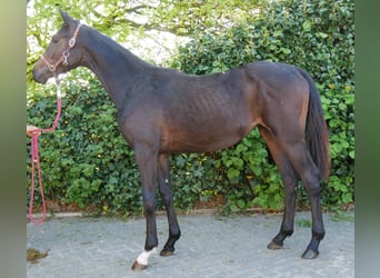 Oldenburg, Giumenta, 1 Anno, 144 cm