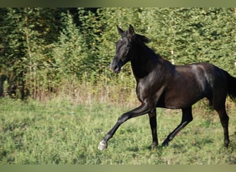 Oldenburg, Giumenta, 1 Anno, 155 cm, Grigio