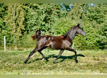 Oldenburg, Giumenta, 1 Anno, 155 cm, Grigio