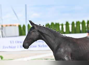 Oldenburg, Giumenta, 1 Anno, 155 cm, Grigio