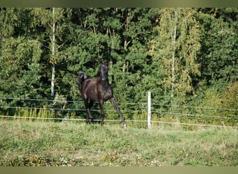 Oldenburg, Giumenta, 1 Anno, 155 cm, Grigio