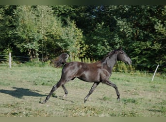 Oldenburg, Giumenta, 1 Anno, 155 cm, Grigio