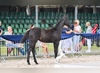 Oldenburg, Giumenta, 1 Anno, 155 cm, Grigio