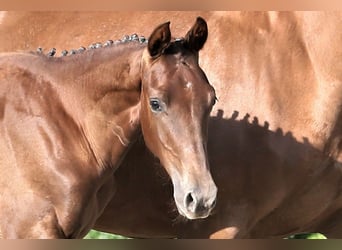 Oldenburg, Giumenta, 1 Anno, 168 cm, Sauro scuro